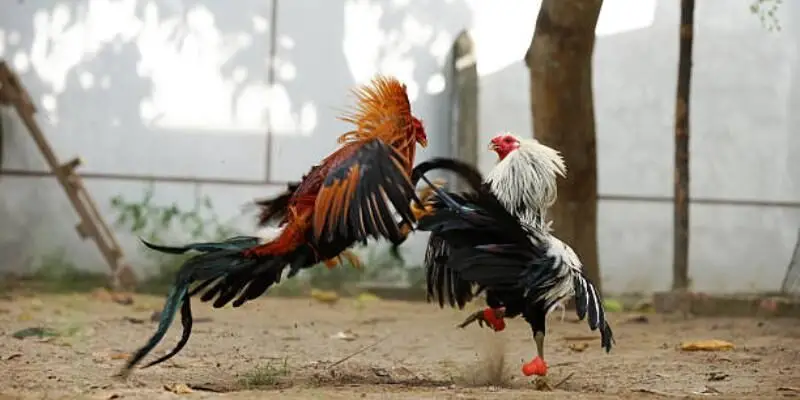 Đá Gà Cựa Tròn Ga6789: Kèo Cá Cược Đỉnh Cao, Thưởng Lớn 1 Đá Gà Cựa Tròn tại Ga6789 được nhiều người chơi ưa chuộng